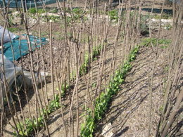 Avril : que faire au potager ?