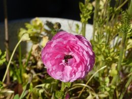 Au  petit coucou amical