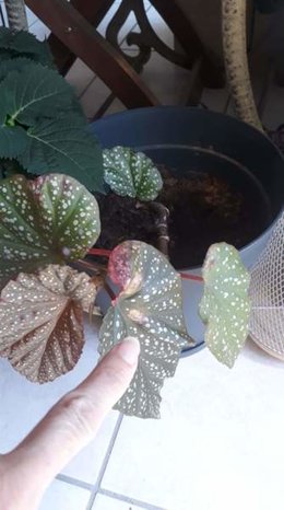 Begonia bambou