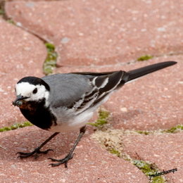 Au  petit coucou amical