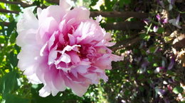Nom de cette fleur ?