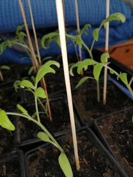 semis de tomates