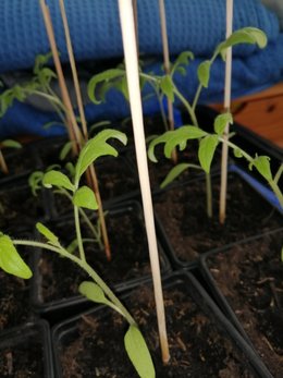 semis de tomates