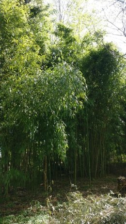 Quelle variété de bambou