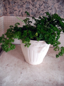 Cultivez-vous des aromatiques dans des pots ?