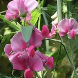 Quelles fleurs semer ou planter en avril au jardin ?