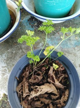 Cultivez-vous des aromatiques dans des pots ?