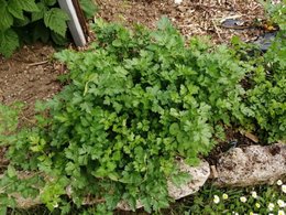 Cultivez-vous des aromatiques dans des pots ?