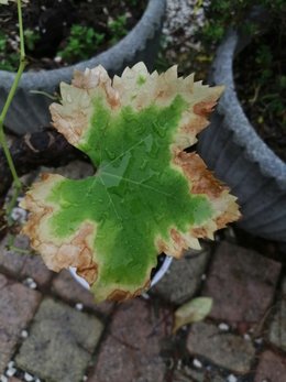 Suite de photo Besoin d'aide pour ma vigne