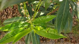 Maladie laurier palme