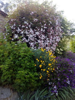 Faux jasmin ou bouagainvillier