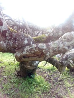 Figuier . . . me donneras-tu des fruits ?