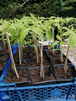 Semis et rempotage tomates