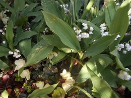 Je vous offre ces brins de muguet