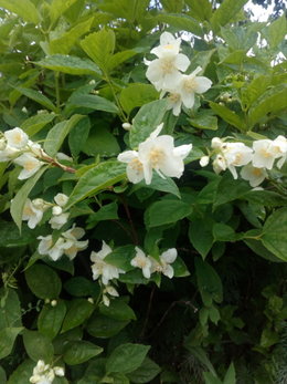 Je vous offre ces brins de muguet