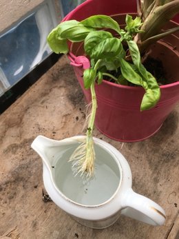 Cultivez-vous des aromatiques dans des pots ?