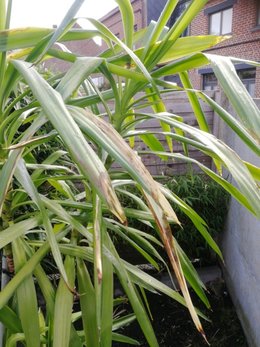 Yucca souffre après mise à l'extérieur