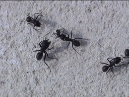 Invasion de fourmis