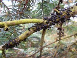 DROLES DE BESTIOLES