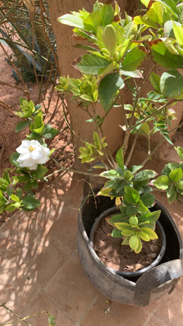 gardenia