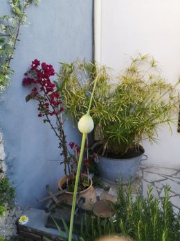 Fleur de citronelle