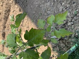 Mes plants de tomates sont-ils malades ?