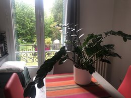 Zamioculcas