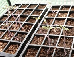 Repiquage semis de tomates