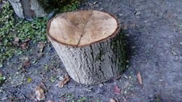 comment protéger les tabouret et la table fait de tronc d arbre