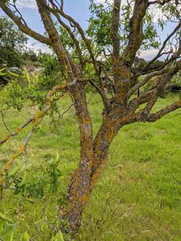 Arbres Fruitiers Malades ?