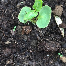 Graines plantées l année dernière