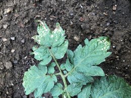 feuilles plants de tomates décolorées