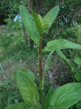 EST CE UNE MAUVAISE HERBE  ???