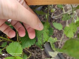 Mes plants de tomates sont-ils malades ?