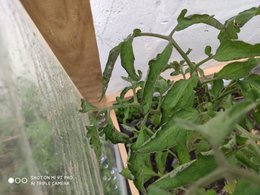 Mes plants de tomates sont-ils malades ?