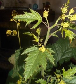 PLANTE FLEURIE DE CAMPAGNE