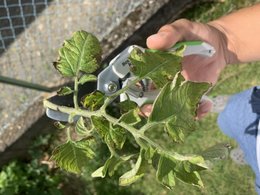 Mes plants de tomates sont-ils malades ?