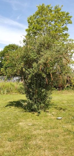 Arbre à Papillons