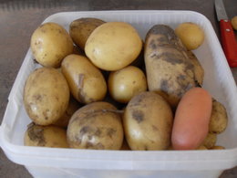 4 gestes essentiels pour réussir les pommes de terre ?