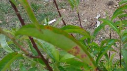 Jeune pêcher  qui perd ses feuilles + taches