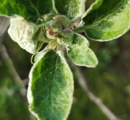 Billes transparentes sur feuilles recroquevillées de pommier