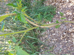 Plant de tomates en fleur sur tige principale