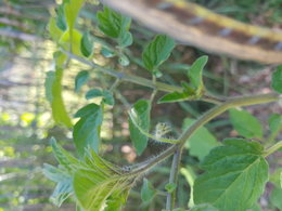 Plant de tomates en fleur sur tige principale