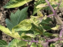 Tomates - feuille du haut jaunissent et branches pourpres