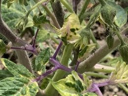 Tomates - feuille du haut jaunissent et branches pourpres