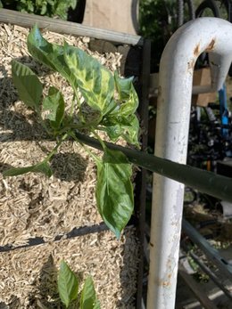 Tomates - feuille du haut jaunissent et branches pourpres