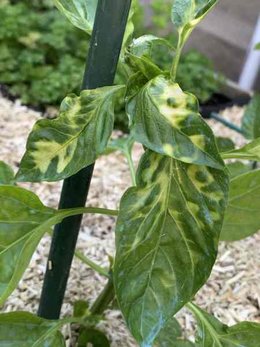 Tomates - feuille du haut jaunissent et branches pourpres