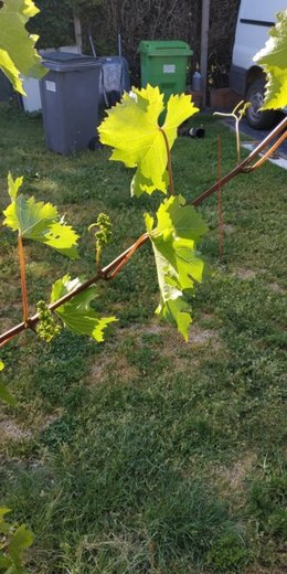 que faut il prevoir pour ma vigne