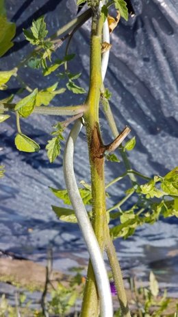 Tomates - Maladie