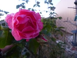 Au  petit coucou amical